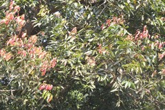 Cinnamomum sulphuratum